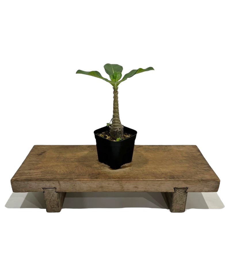 パキポディウム　ウィンゾリー　国内実生　鉢ごと発送② パキポディウム ウィンゾリー 国内実生 鉢ごと発送