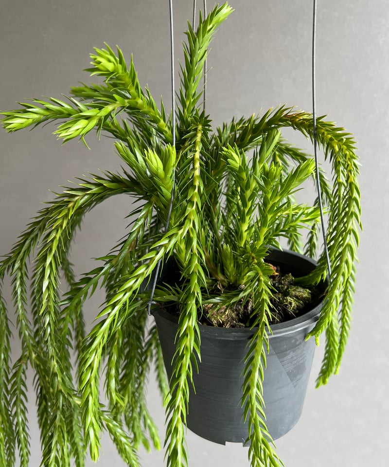 フペルジア フレグマリア 「Huperzia phlegmaria」77D | SHOUCHI