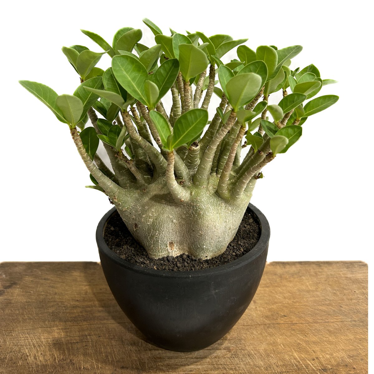 アデニウム アラビカム ドワーフ タイプ「Adenium arabicum dwarf ty