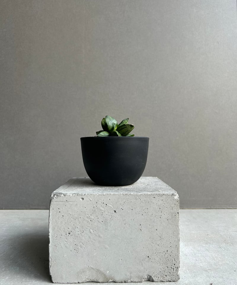 サンセベリア ピラミッド「Sansevieria Pyramid」78L | SHOUCHIKUEN