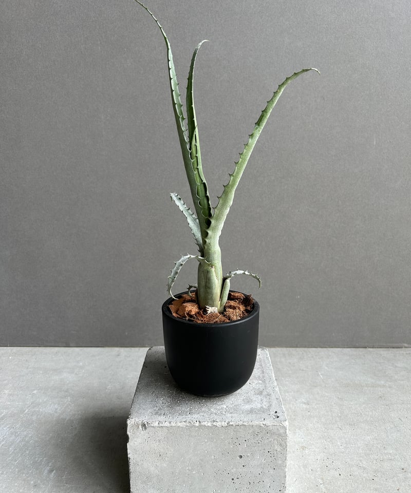 【送料無料】Aechmea tocantina〔エクメア〕現品発送A0164 Aechmea | plane plants