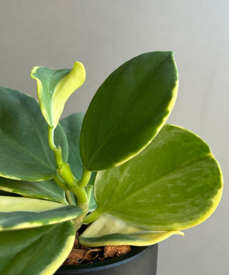 ホヤ パキクラーダ アルボマルギナータ「Hoya pachyclada albomargina