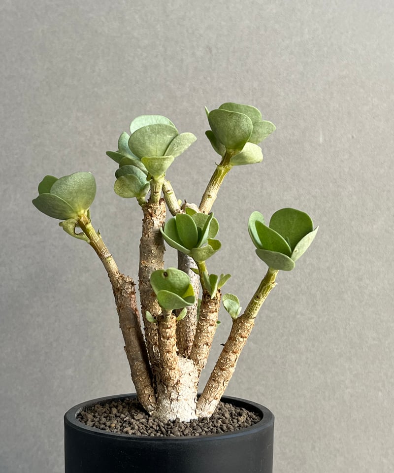 ポーチュラカ モロキニエンシス “多幸寿” 「Portulaca molokiniensis