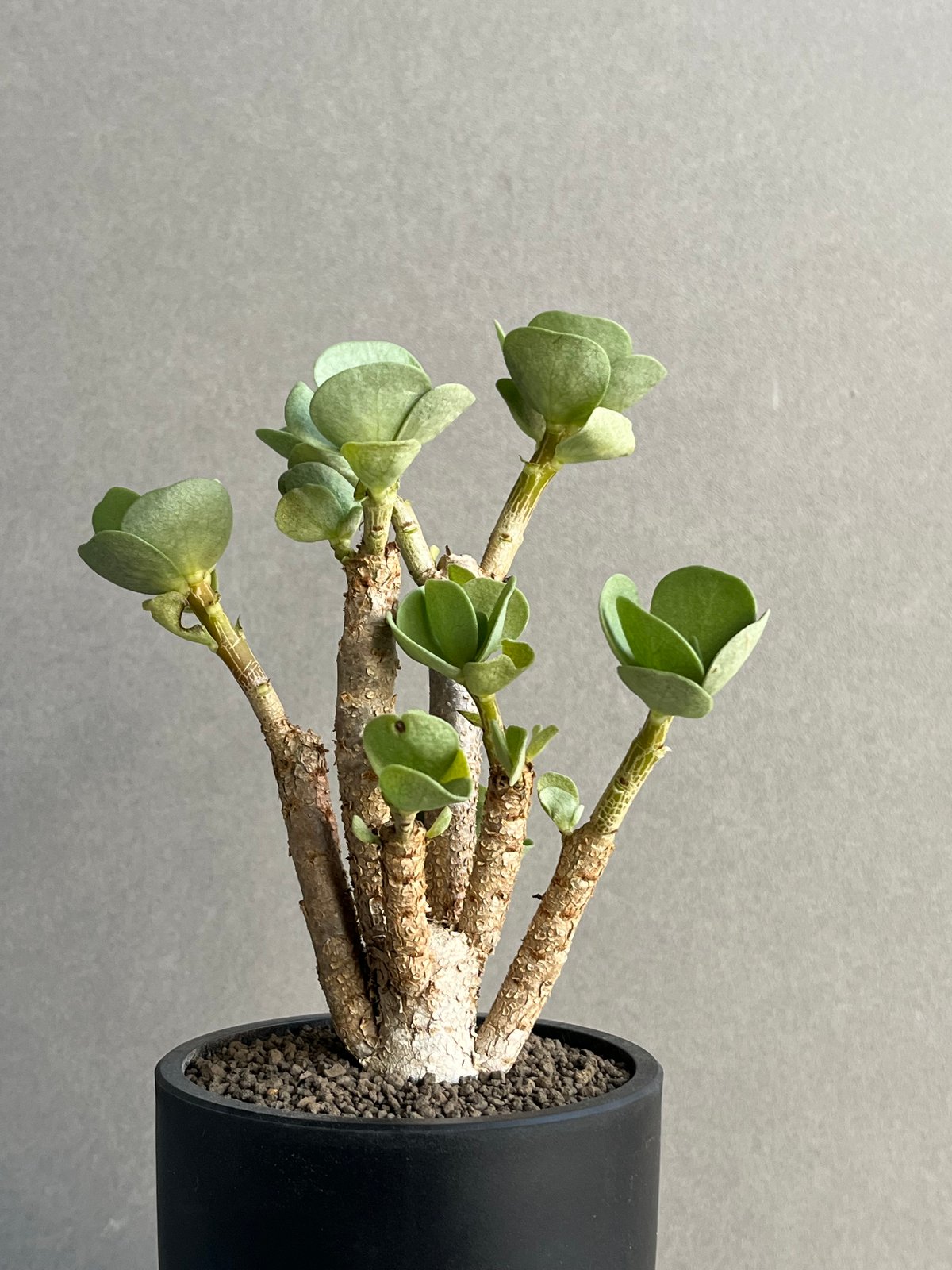 ポーチュラカ モロキニエンシス “多幸寿” 「Portulaca molokiniensis