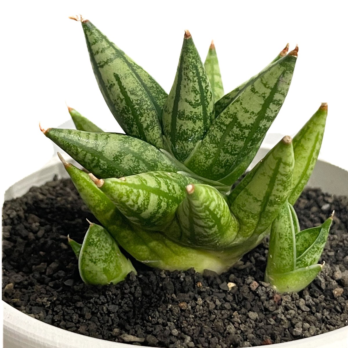 サンセベリア ミン マニー 「Sansevieria Ming Manee by Unyamanee Garden 」4/3-231