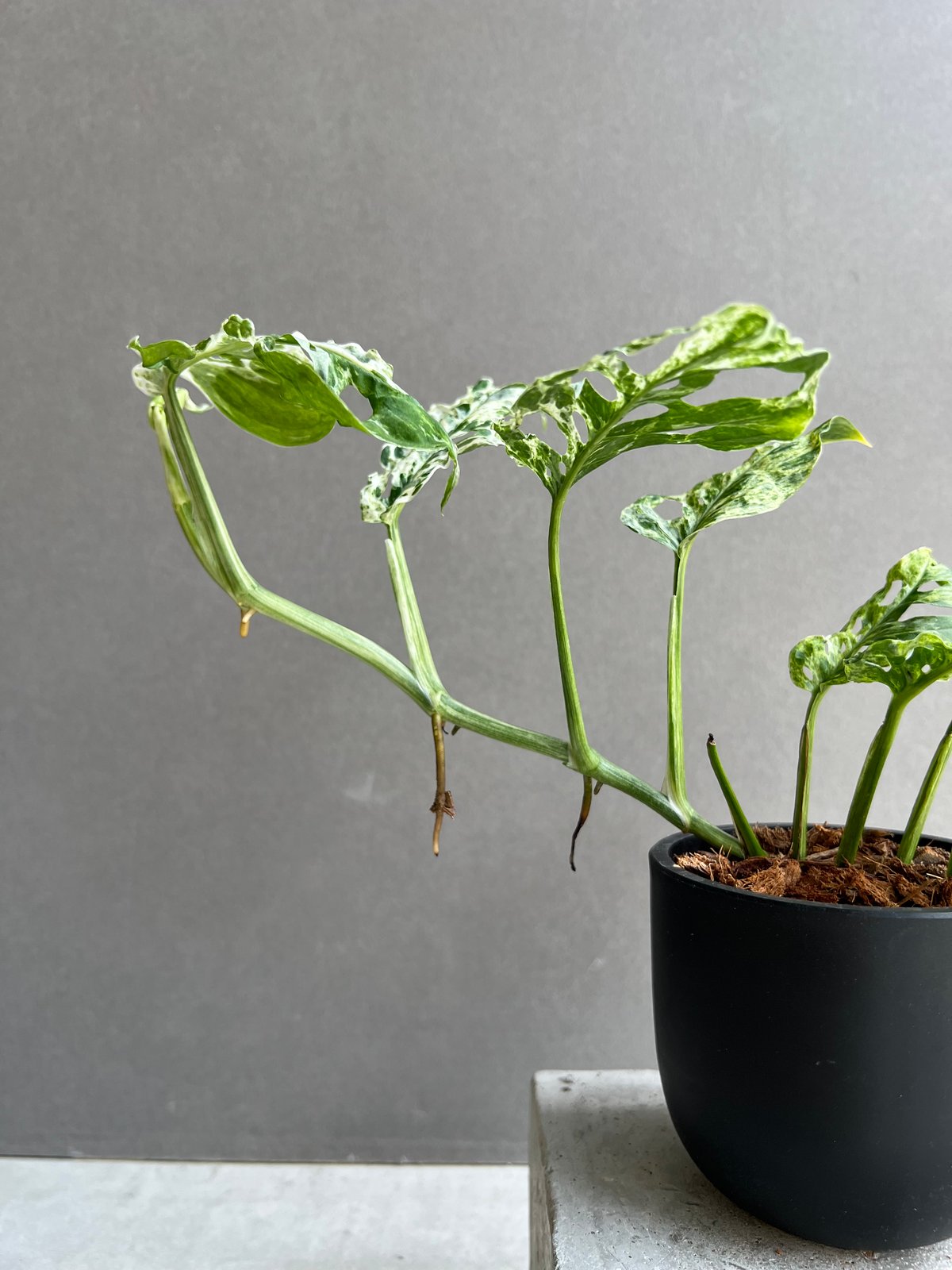 ＊モンステラ＊ミント＊Monstera＊Mint＊ モンステラ＊ミント＊Monstera＊Mint＊