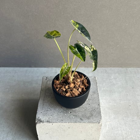 アロカシア | STORES