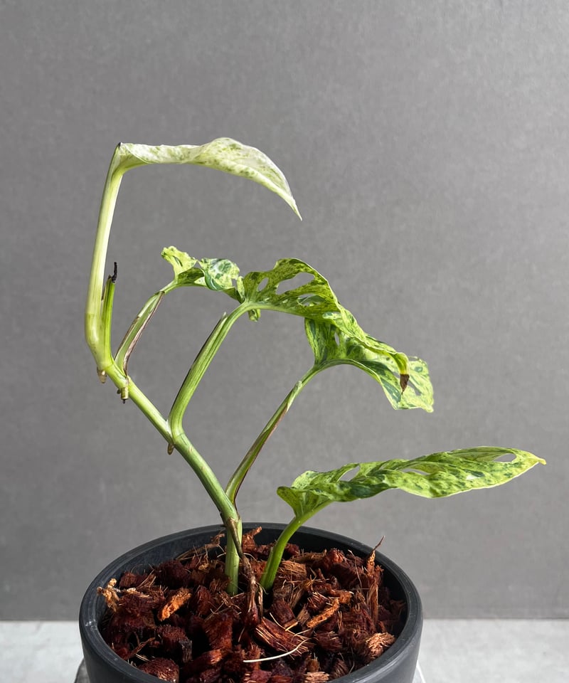 モンステラ51 斑入 マクロコズム ミント トップカット茎 発根済み