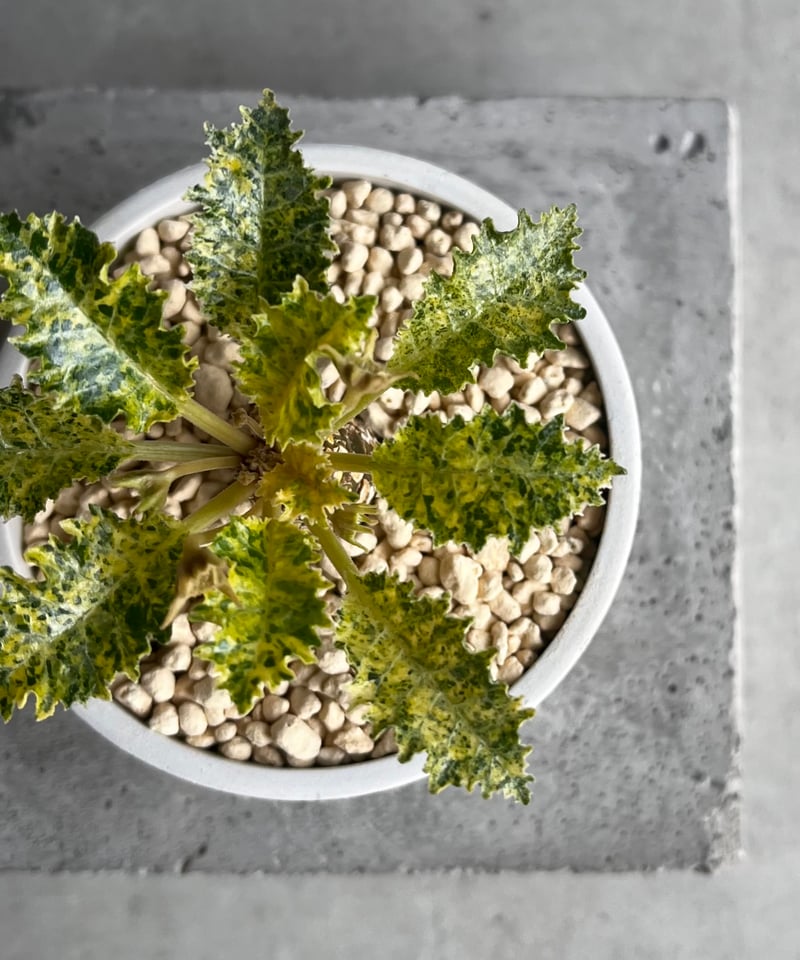 ドルステニア ホルウッディ “スーパー斑入” 「Dorstenia horwoodii “Su