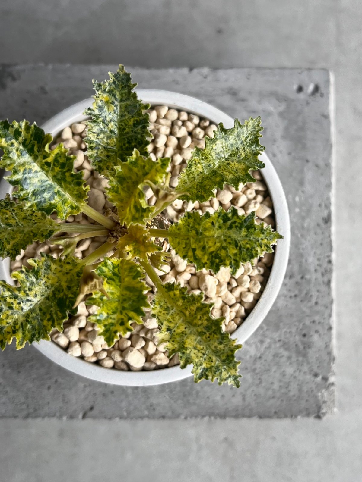 ドルステニア ホルウッディ “スーパー斑入” 「Dorstenia horwoodii “Su