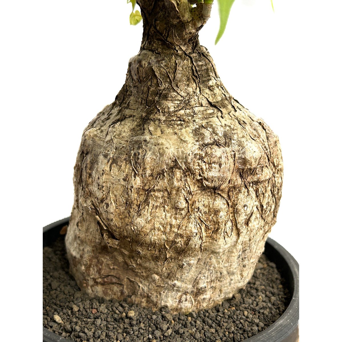 フィルミアナ コロラータ「 Firmiana colorata」5/29-637 D | SH