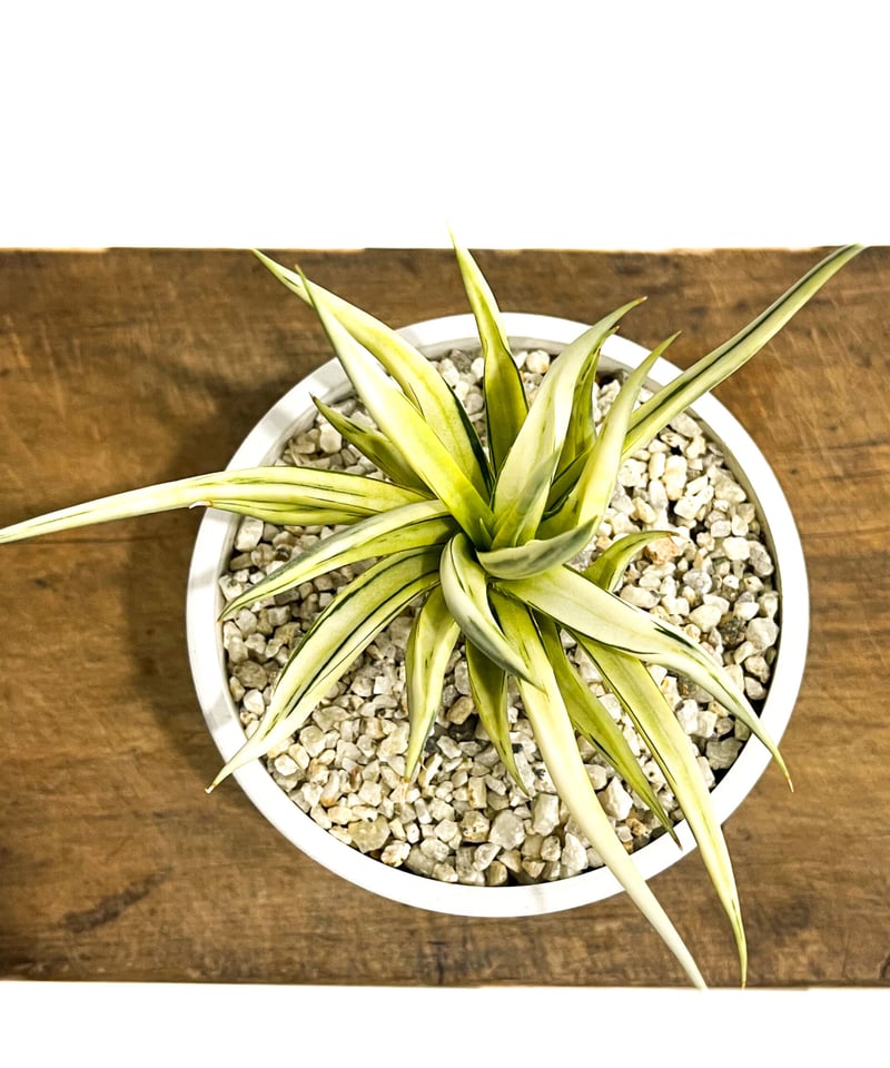 サンセベリア スタリーナイト「Sansevieria Starry Night」7/25 サンセベリア スタリーナイト「Sansevieria Starry Night」7/25