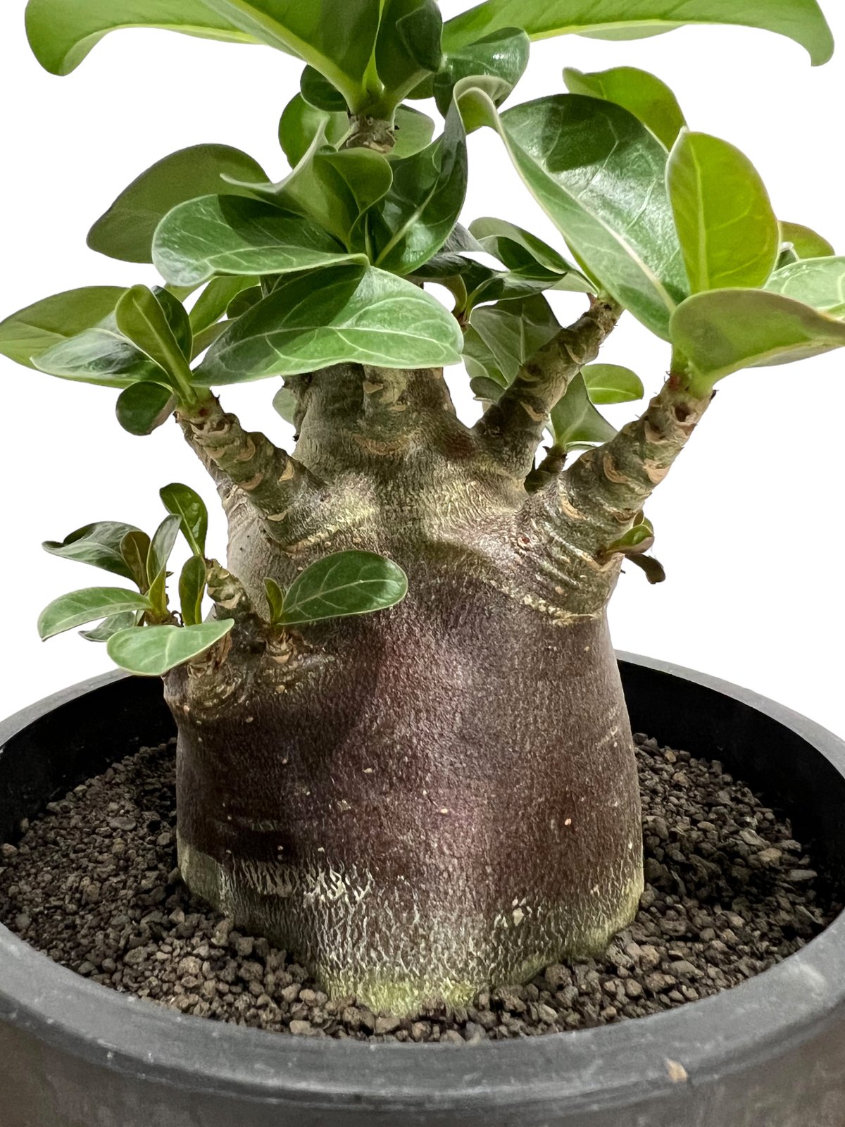 アデニウム アラビカム スーパー ドワーフ “ブラック”「Adenium