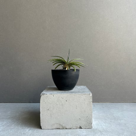 ディッキア | STORES