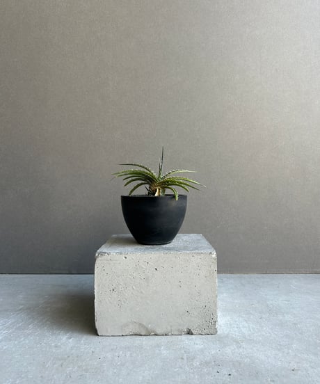 新着パキポデュウム品種不明株 新着パキポデュウム品種不明株