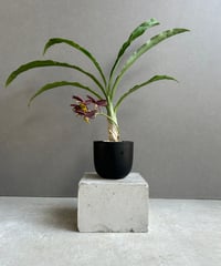 Philodendron sharoniae　フィロデンドロン　シャロニアエ 希少】Philodendron sharoniaeフィロデンドロンシャロニアエ