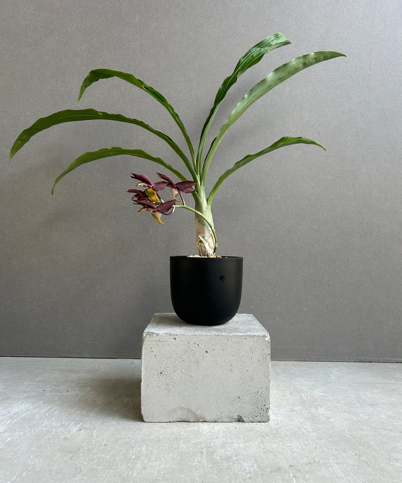 カタセタム ライアン ハリントン「Catasetum Ryan Harrington」27G