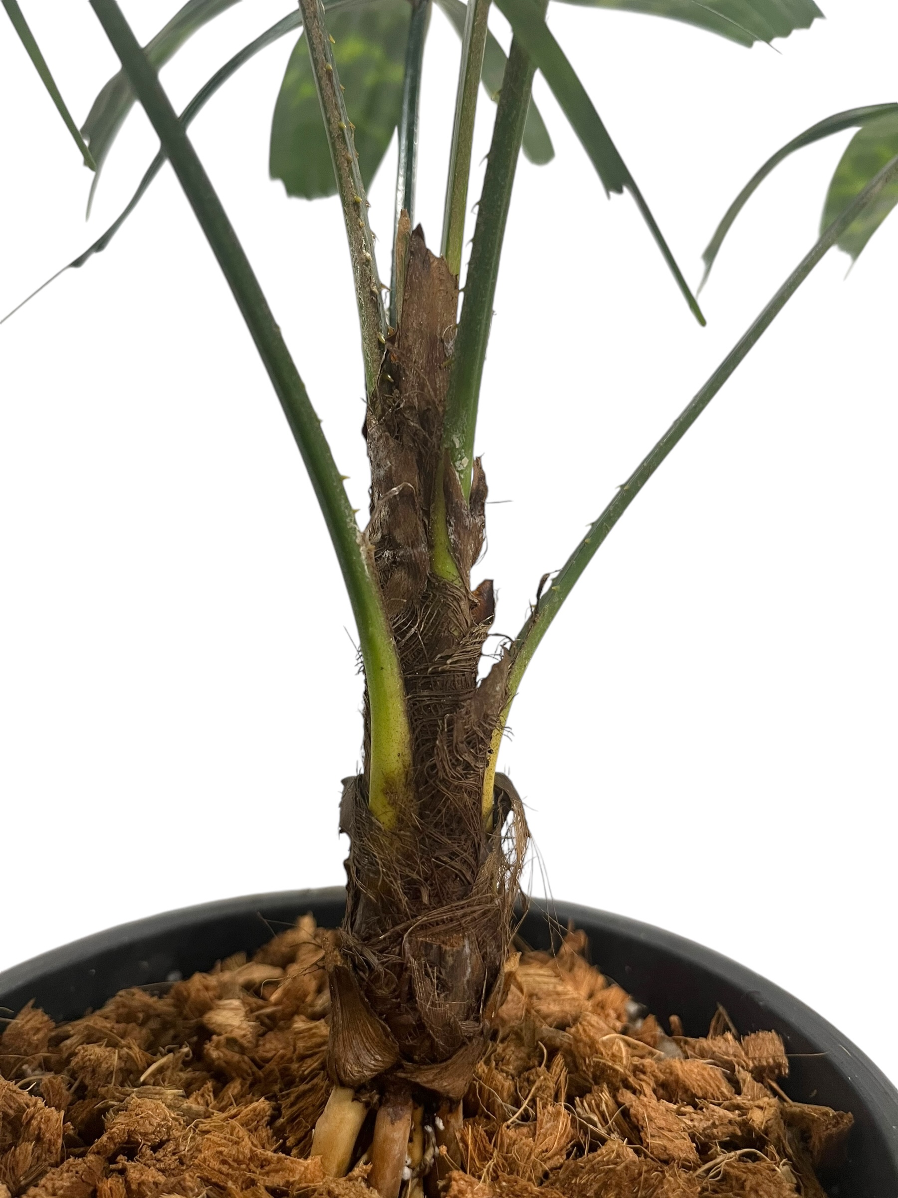 リクアラ　マッタネンシス　マプ リクアラ マッタネンシス マプ 「Licuala mattanensis 'Mapu' 」17