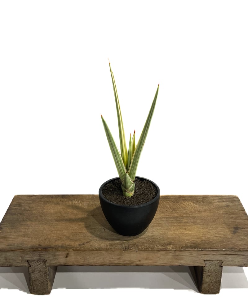サンセベリア ロイヤルクラウン 斑入り「Sansevieria royal
