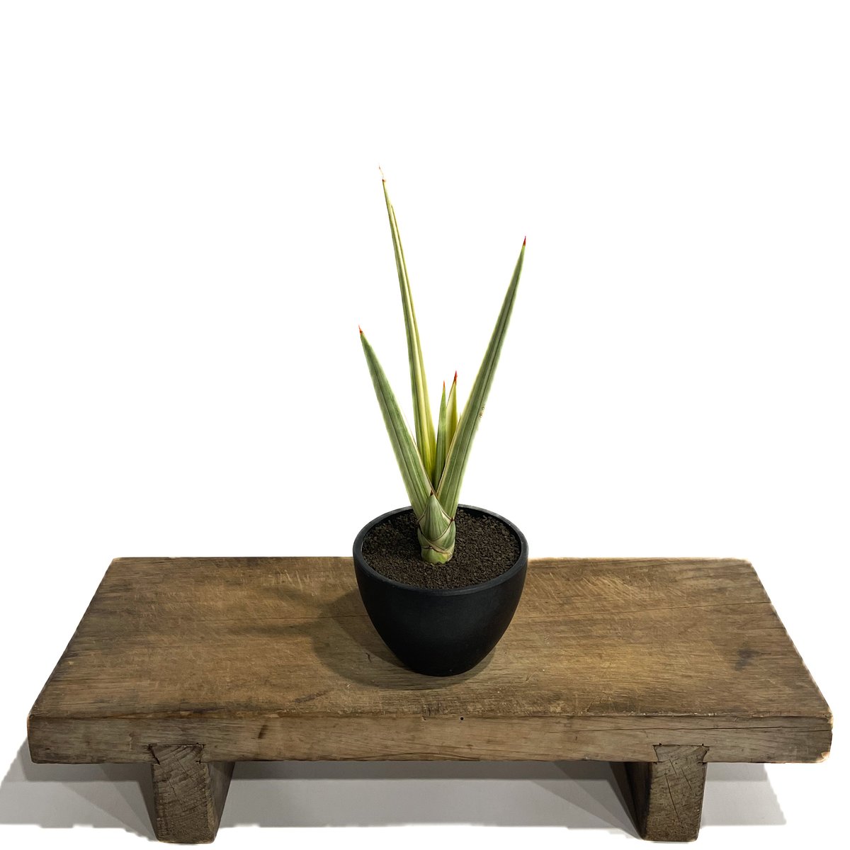 サンセベリア ロイヤルクラウン 斑入り「Sansevieria royal