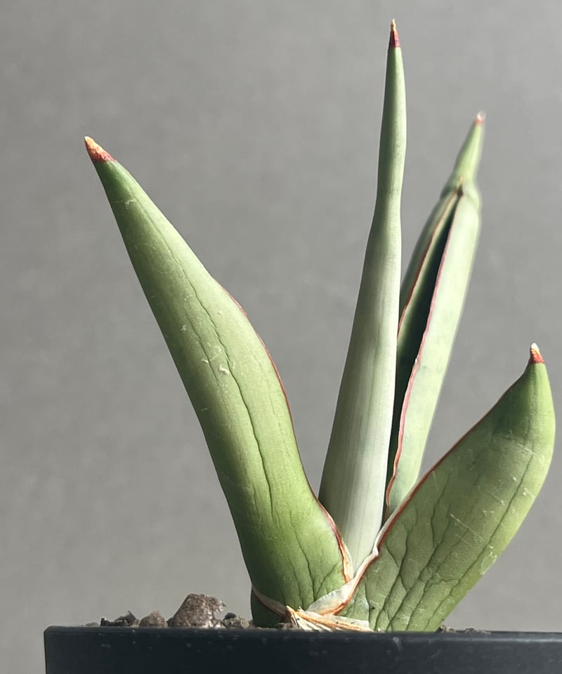 サンセベリア チャオプラヤ 「Sansevieria Chao Phraya」43N | SH