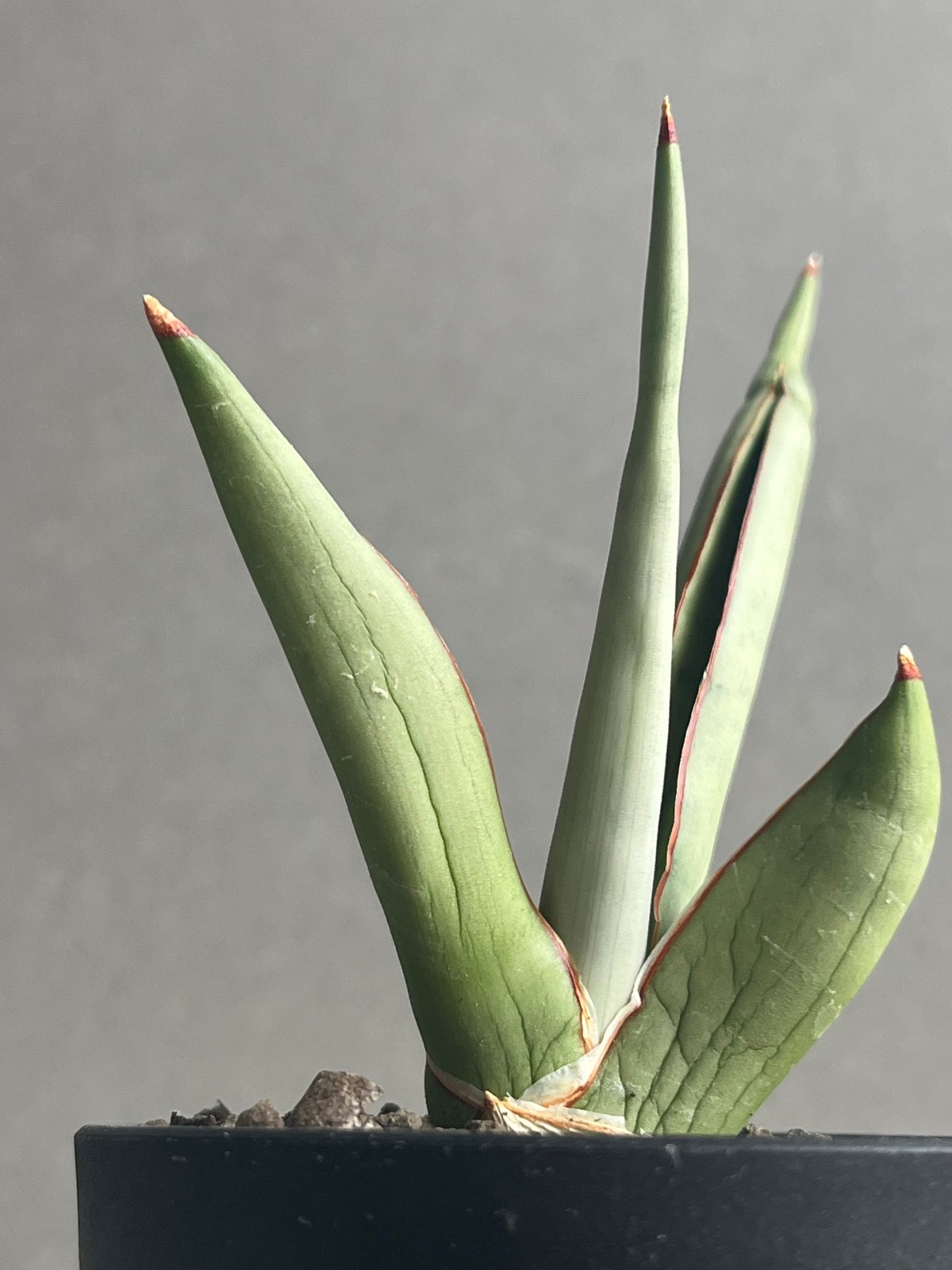サンセベリア チャオプラヤ 「Sansevieria Chao Phraya」43N | SH