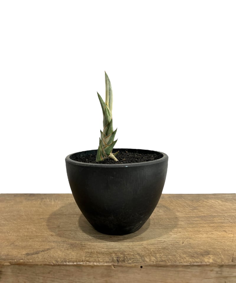 サンセベリア lav.1970 白斑入 「Sansevieria lav. 1970 Whit