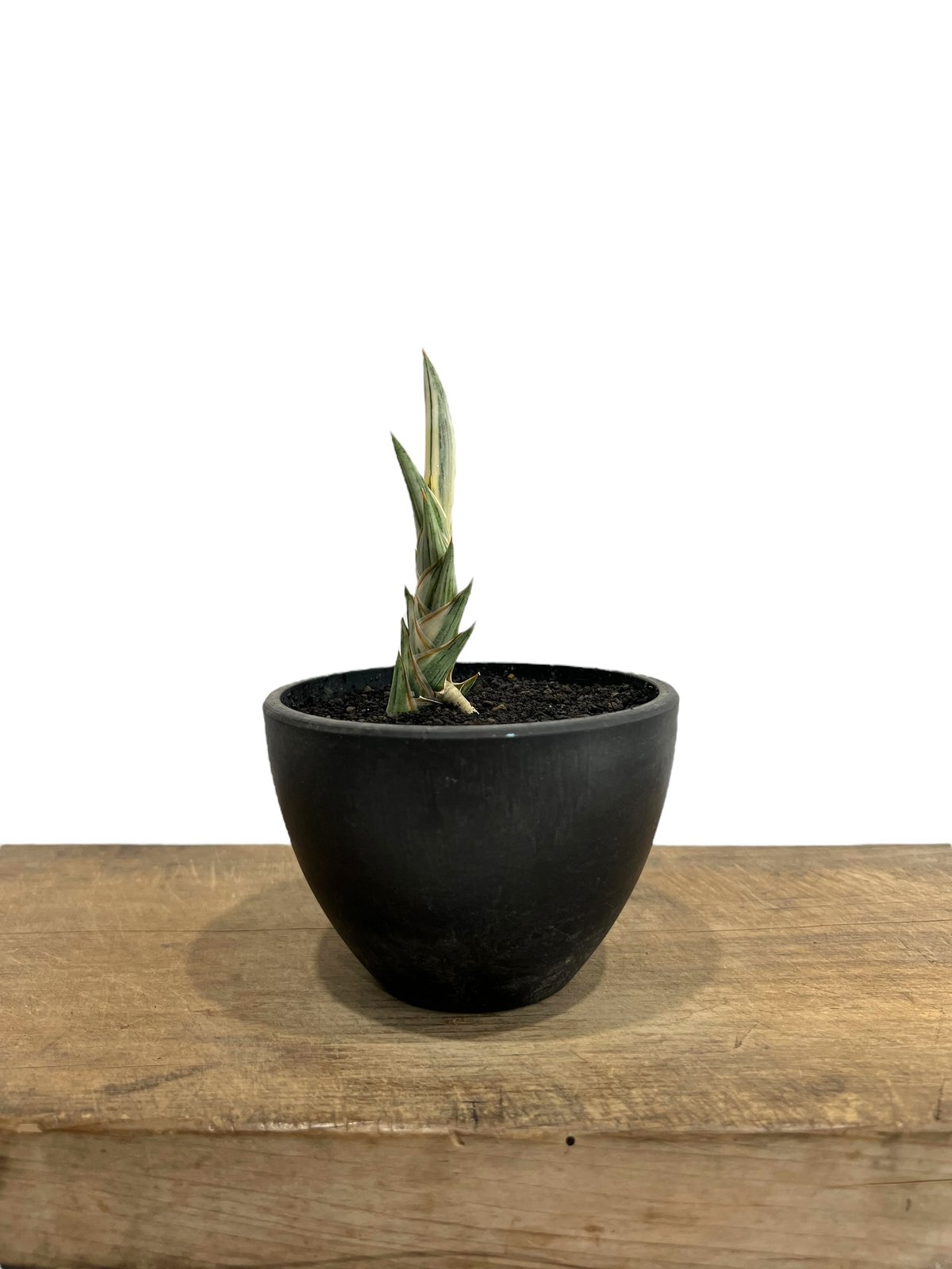 EMP サンセベリア lav.1970 白斑 platinam / SA425 サンセベリア lav.1970 白斑入 「Sansevieria lav. 1970 Whit
