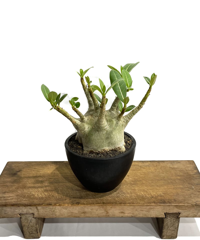 アデニウム アラビカム スーパー ドワーフ タイプ「Adenium