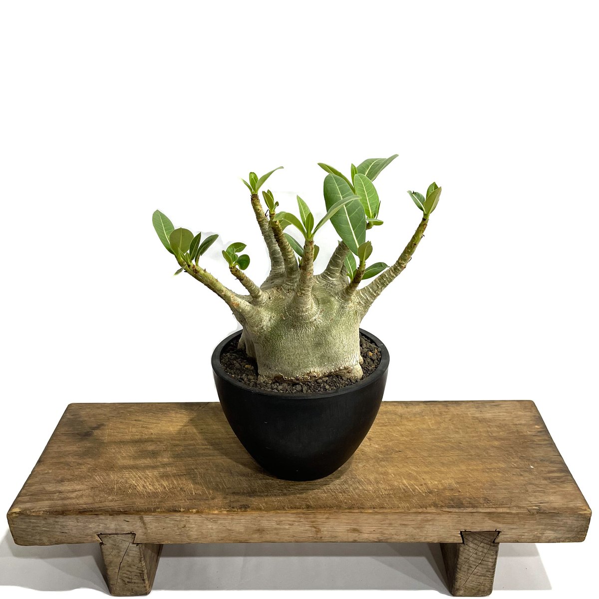 アデニウム アラビカム スーパー ドワーフ タイプ「Adenium arabicum