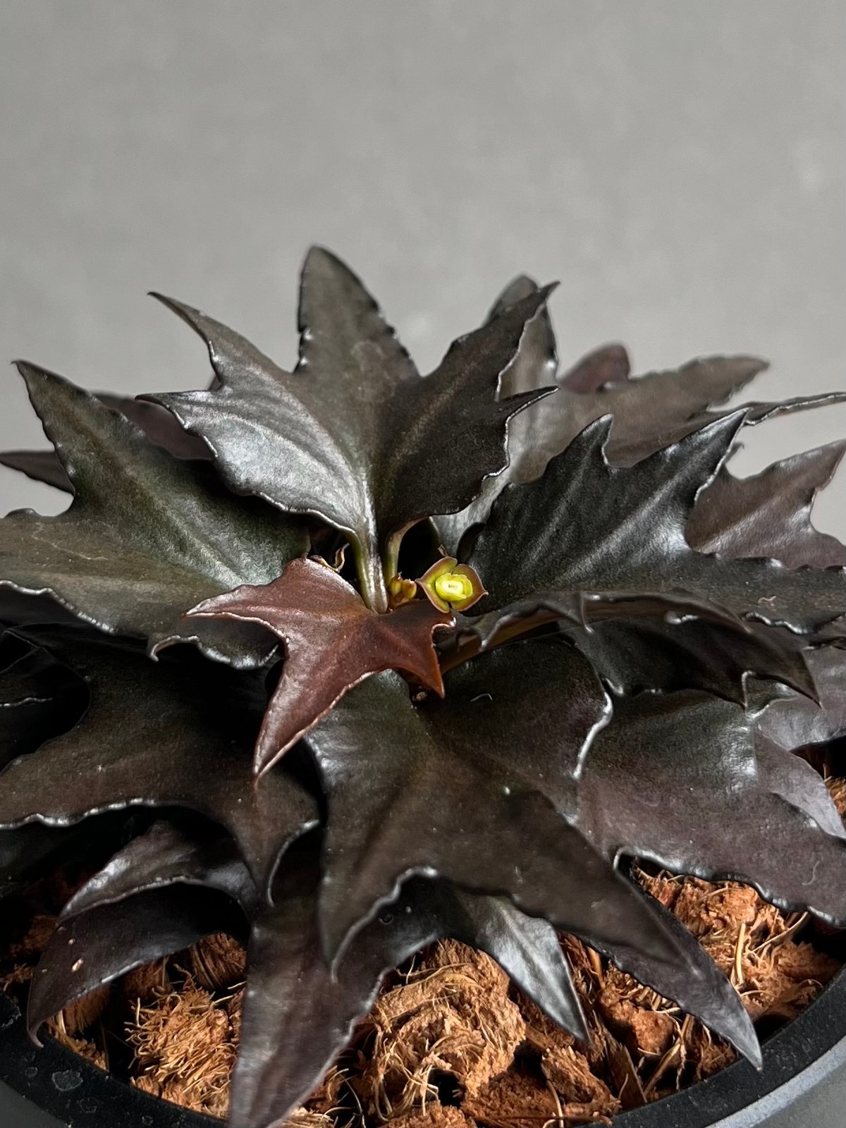 ユーフォルビア フランコイシー “エスプレッソ”「 Euphorbia