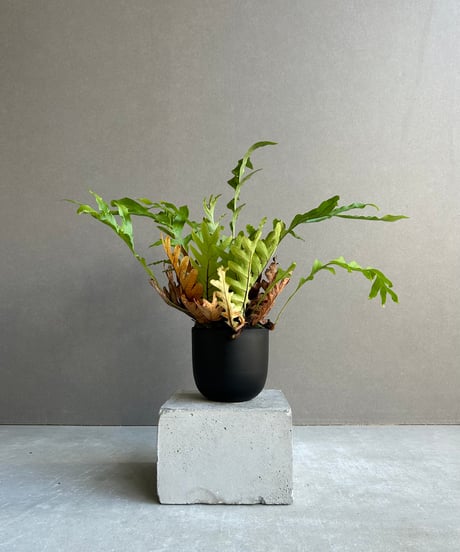 CATEGORY シダ | SHOUCHIKUEN