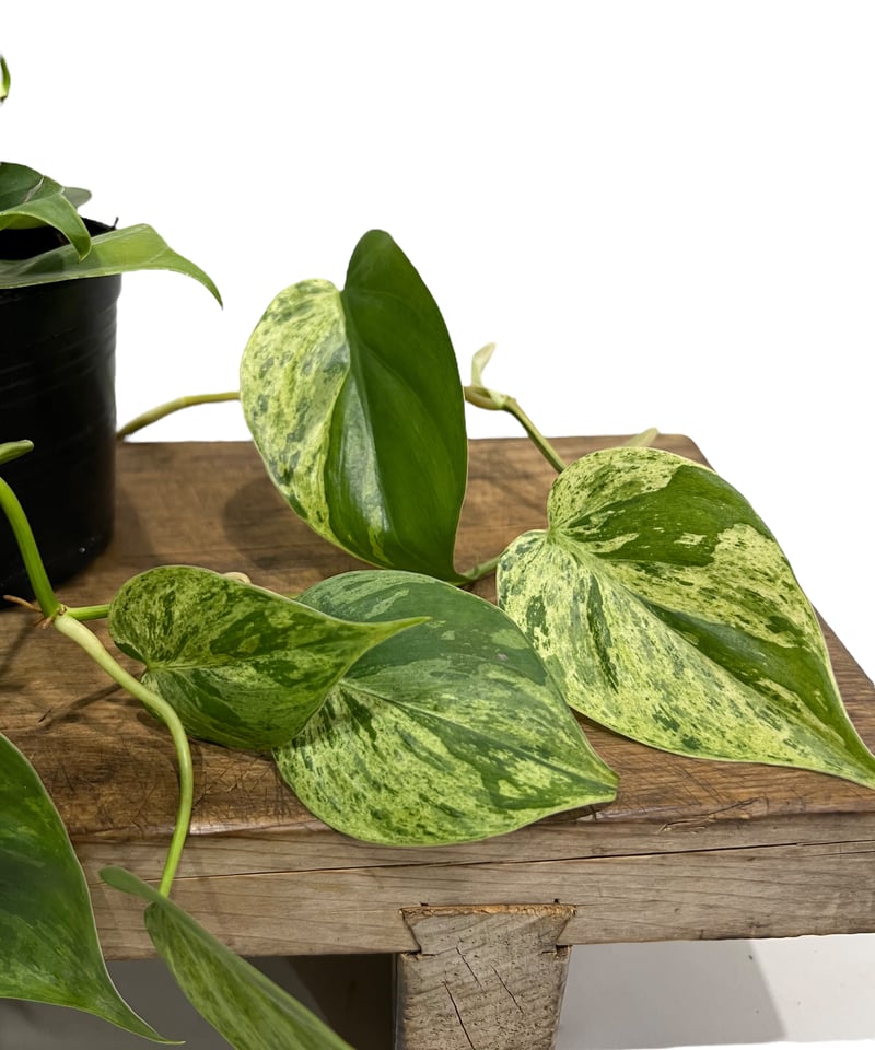 89 フィロデンドロン エメラルドクィーン 斑入り 成長点多数 石化