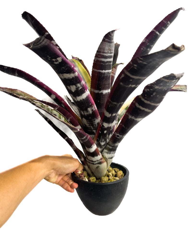 エクメア オットー「Aechmea Otto」8/18-66B | SHOUCHIKUEN