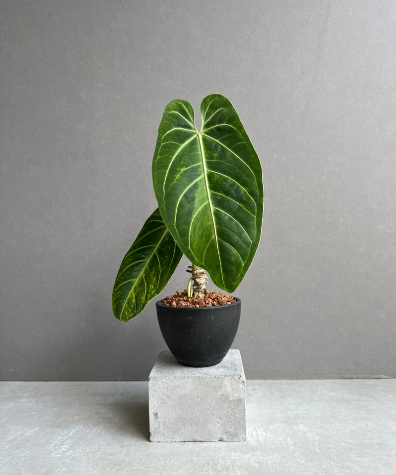 アンスリウム　ハイブリッド　【斑入り】 アンスリウム ハイブリッド 斑入 「Anthurium hybrid Variegated