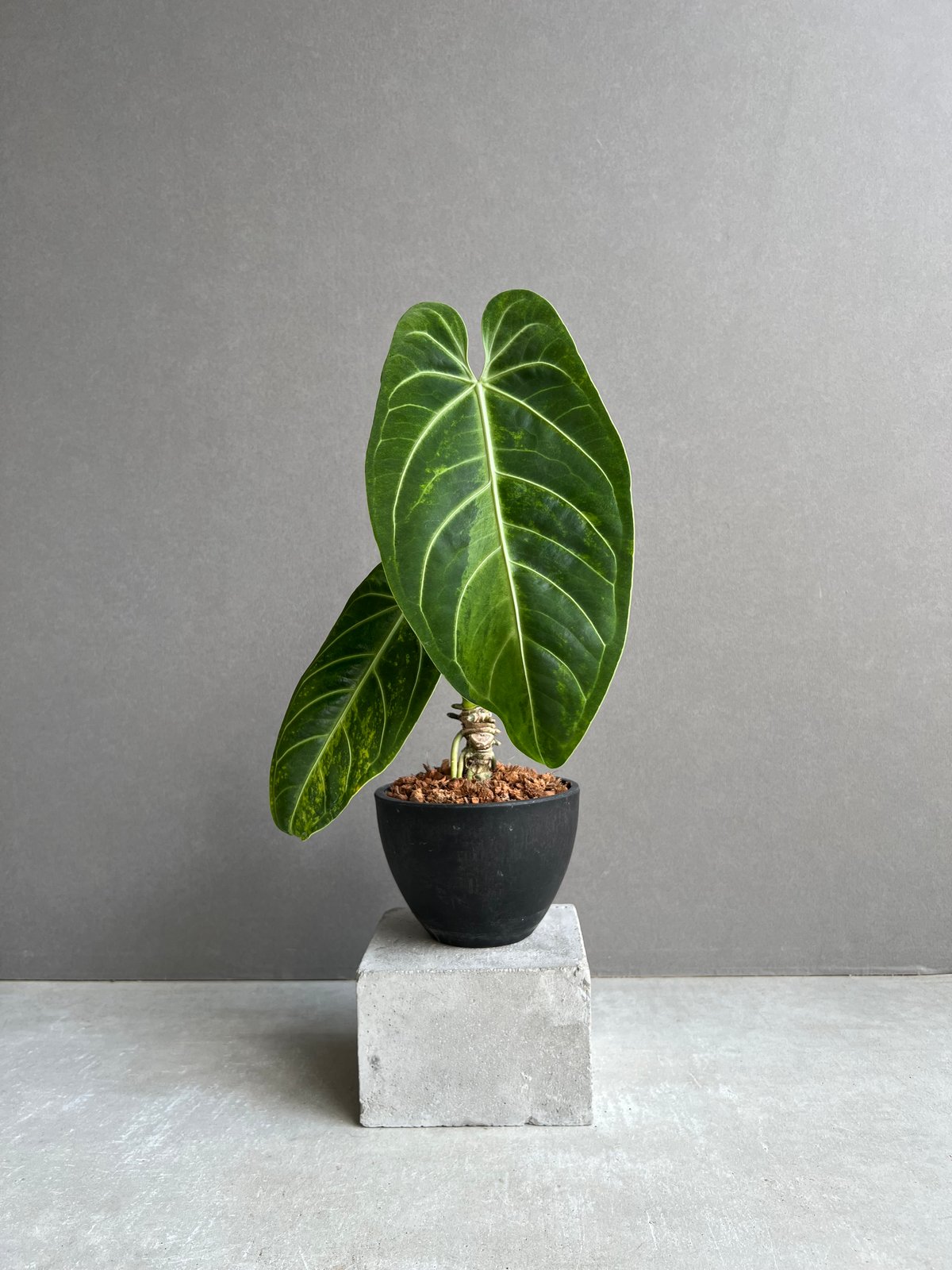 アンスリウム ハイブリッド 斑入 「Anthurium hybrid Variegated」9