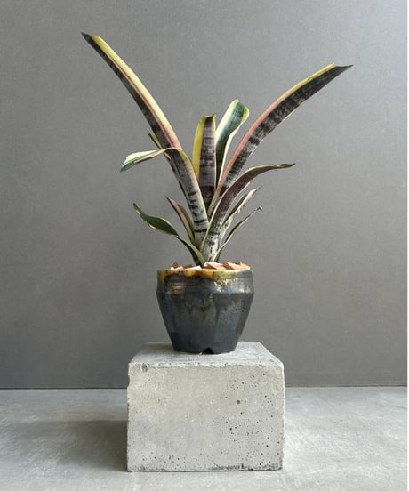 CATEGORY Plants | SHOUCHIKUEN