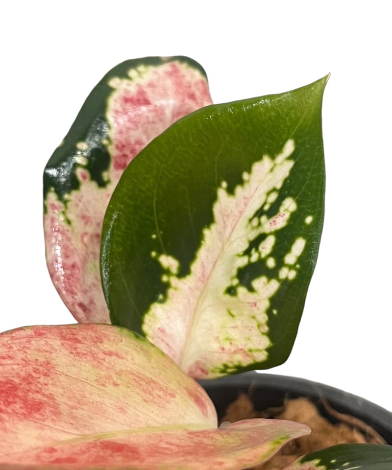 アグラオネマ ネオン “Wagyu” 斑入 「Aglaonema Neon “Wagyu” V...