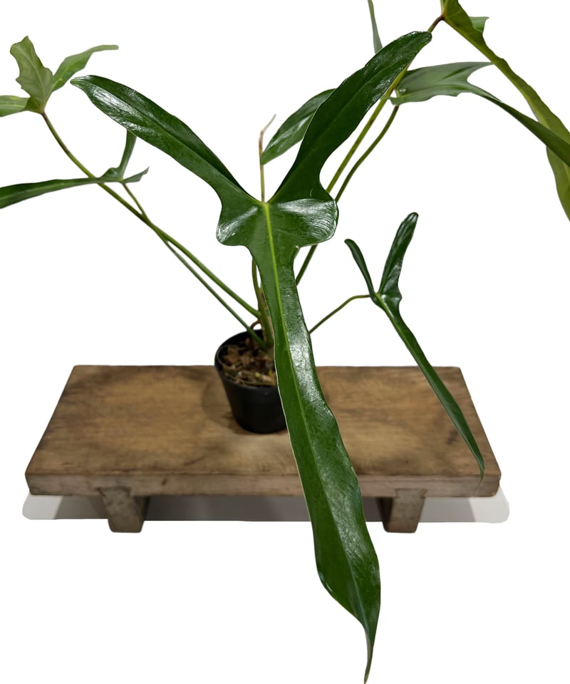 超貴重フィロデンドロン ロンギロバトム レラ ノミヤノミント 超貴重フィロデンドロン ロンギロバトム レラ ノミヤノミント