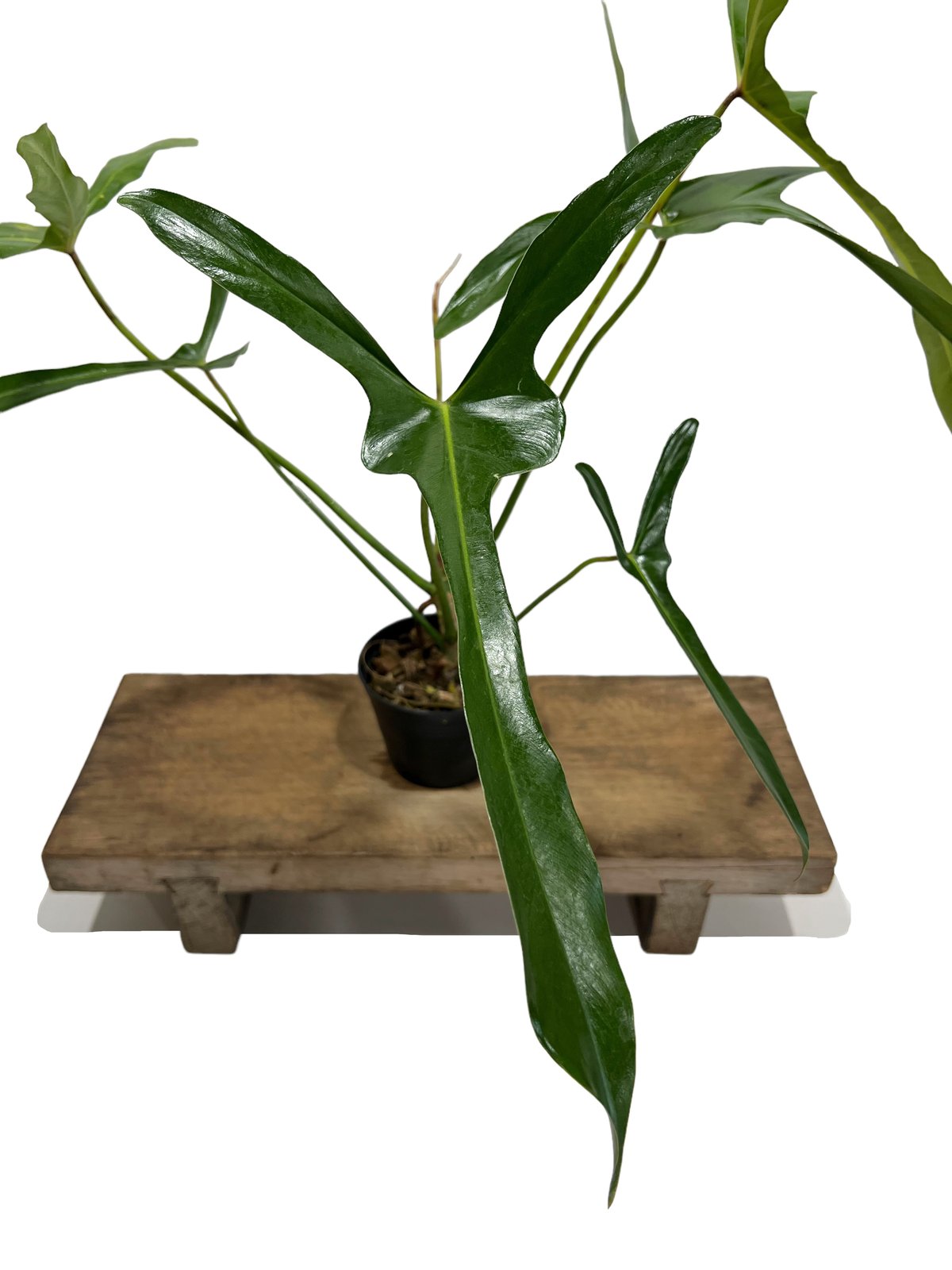 フィロデンドロン　ロンギロバツム　ミヤノ fit=scale-down,w=1200