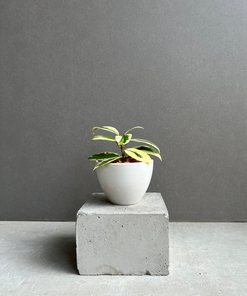 ホヤ ディバーシフォリア アルボマルギナータ ホワイト「Hoya