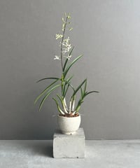バルボフィラム モニリフォルメ 「Bulbophyllum moniliforme」30I |