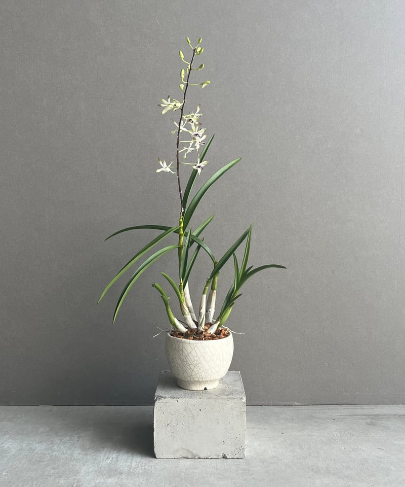 デンドロビウム フラメンコ+ YON-HACHI 「Dendrobium Flamenco」6