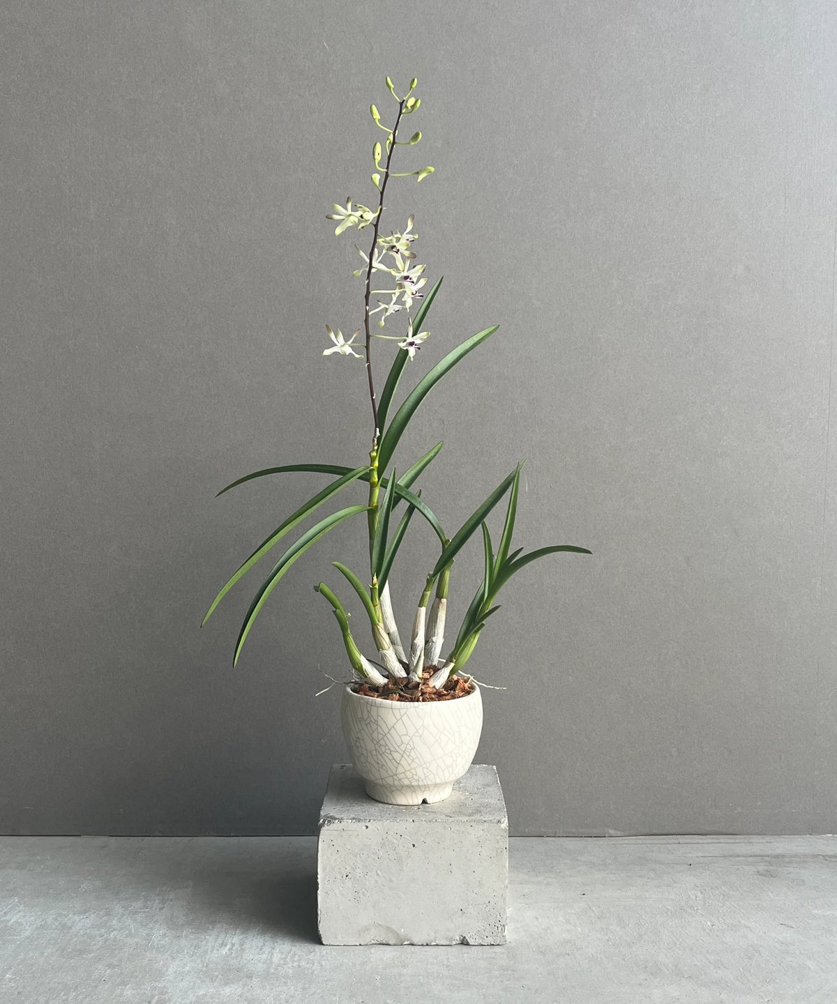 受注生産　イモリウム デンドロビウム フラメンコ+ YON-HACHI 「Dendrobium Flamenco」6