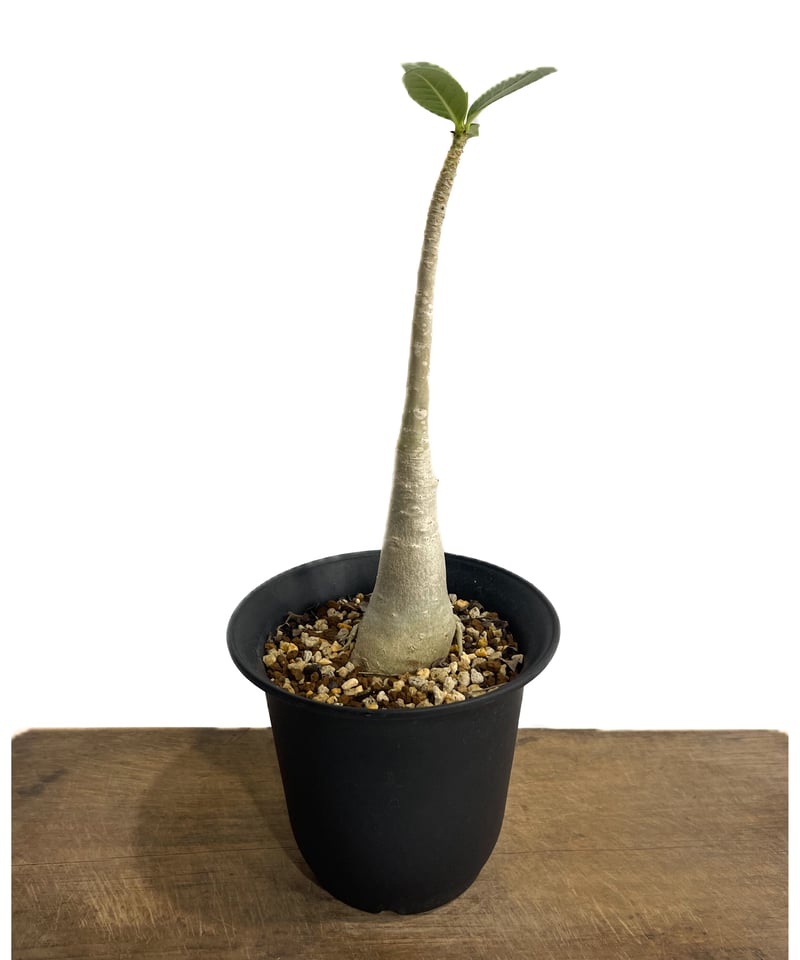 アデニウム・タイソコトラナム　実生５年 アデニウム・タイソコトラナム 実生5年 アデニウム タイ