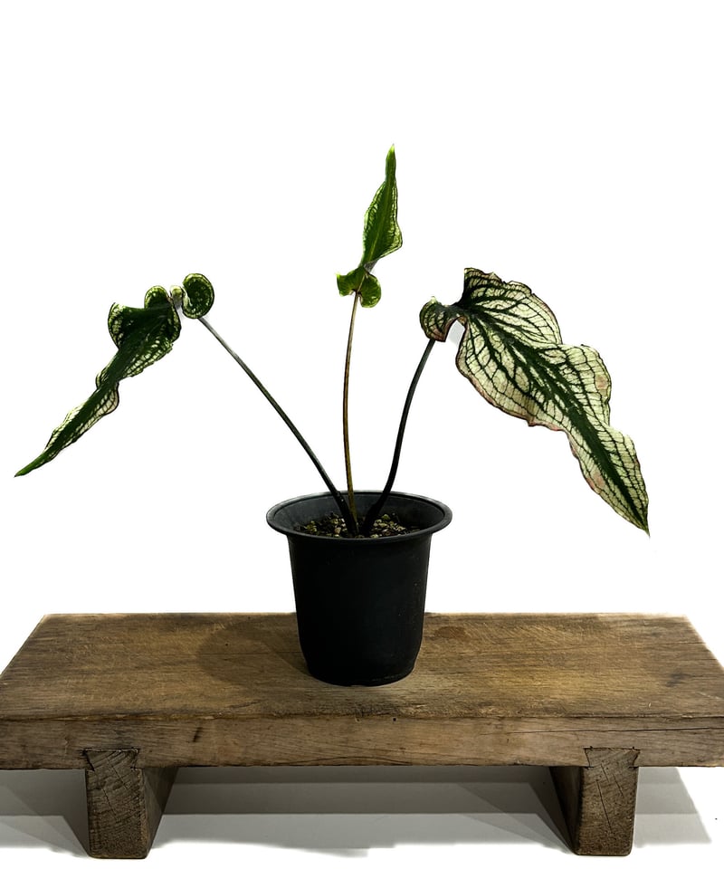 カラジウム ブラック バンブー「Caladium Black Bamboo」7/21-55A