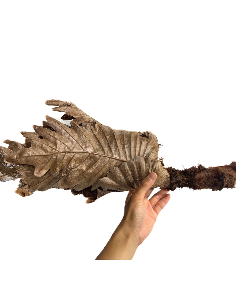 ドリナリア クエルシフォリア 「Drynaria quercifolia」6/27-862M1