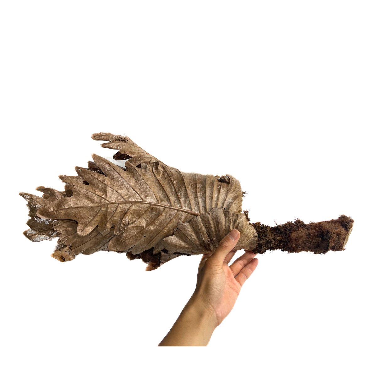 ドリナリア クエルシフォリア 「Drynaria quercifolia」6/27