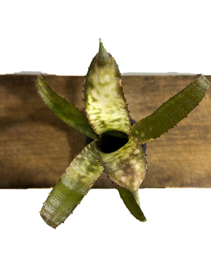 ビルベルギア DSC06165_4000x.jpg?v=1738306254