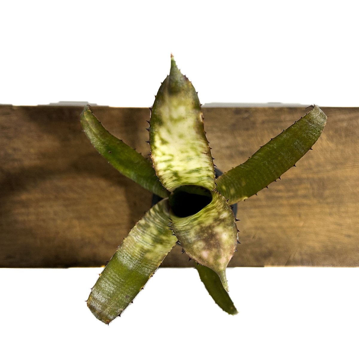 ビルベルギア パイプライン「Billbergia Pipeline」11/25 | SHOUC